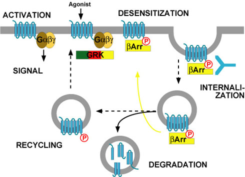 Schematic overview of G-protein-coupled
   receptor desensitisation and internalisation